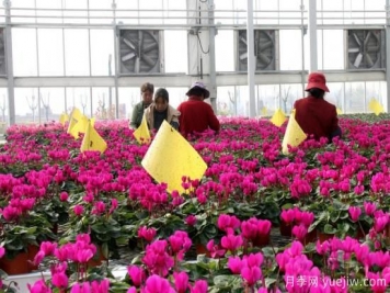 扬州高邮：每天发货30万株，花工厂绽放乡村振兴致富花