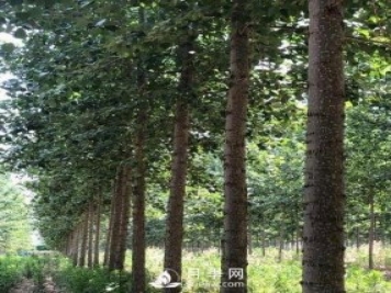 河南周口：培育出不飞絮的杨树新品种