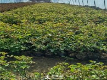 各类盆栽月季上市，南阳杯苗基地全国批发中
