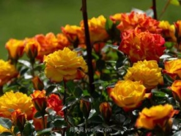 安阳市滑县森林公园月季花开放，赏花打卡正当时
