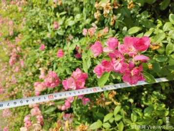 安吉拉月季盆栽苗，60厘米高基地发货