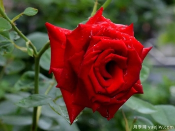 2023年情人节十大玫瑰品种销量榜，卡罗拉位居首位