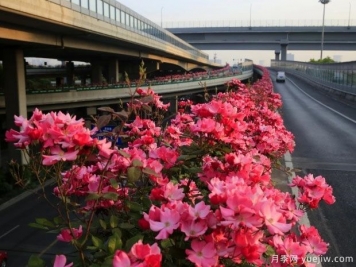30万株新品种，杭州高架月季会带来什么样的惊喜？