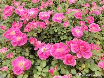 仙境盆栽月季杯苗粉色丰花，绿化工程批发