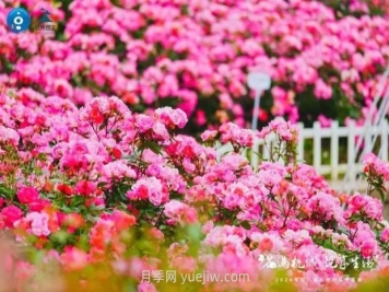2024年第二届杭州市月季花展举办，赏500万株月季