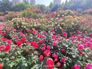 郑州月季公园40万株月季竞相绽放，感受花漾生活