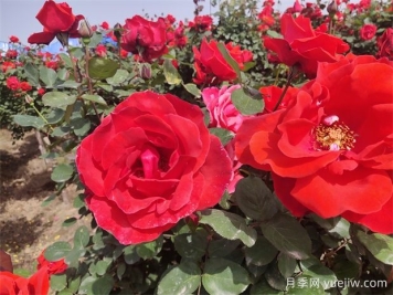 月季、玫瑰、蔷薇分别是什么？如何区别？