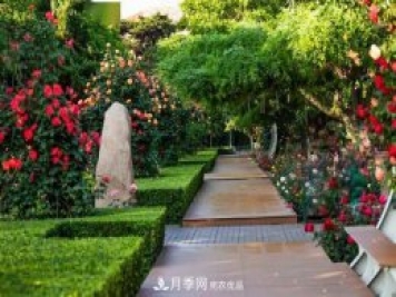 秦皇岛适合养月季花，市花和市树是什么